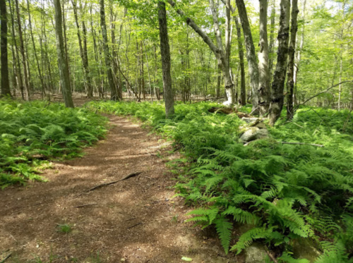 A winding dirt path through a lush green forest, surrounded by ferns and tall trees.