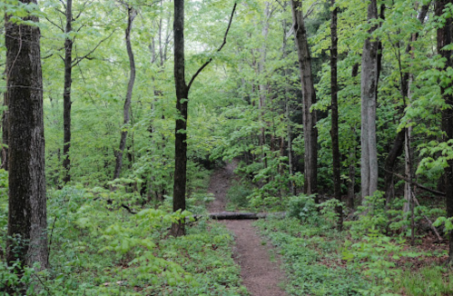 A serene forest path surrounded by lush green trees and foliage, inviting exploration.