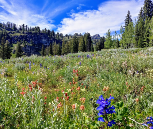 A vibrant meadow filled with colorful wildflowers, surrounded by trees and mountains under a blue sky with wispy clouds.