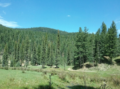 A serene landscape featuring tall evergreen trees, a clear blue sky, and a winding path through a grassy meadow.