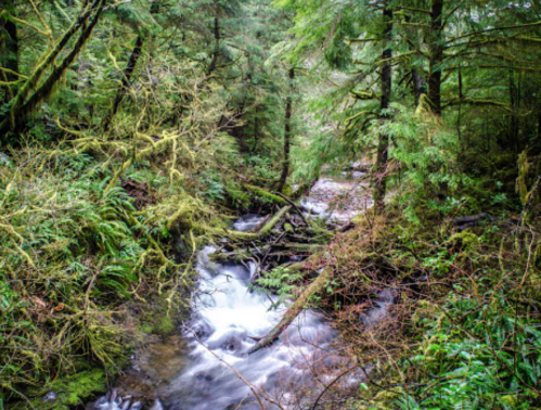 A serene forest scene with a flowing stream surrounded by lush greenery and moss-covered trees.