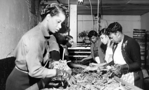 Black and white photo of women working together, sorting and processing materials in a factory setting.