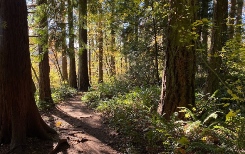 A serene forest path surrounded by tall trees and vibrant autumn foliage. Sunlight filters through the leaves.