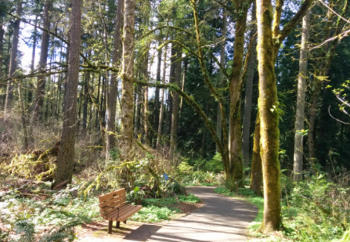 A serene forest path with a wooden bench surrounded by tall trees and lush greenery. Sunlight filters through the leaves.