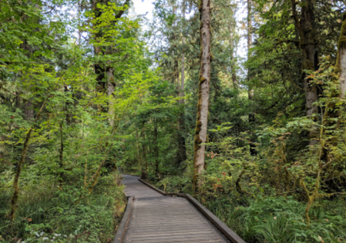 A wooden path winding through a lush green forest with tall trees and dense foliage.