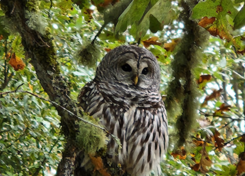 A barred owl perched on a tree branch, surrounded by green leaves and moss.