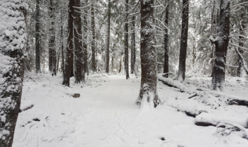A snowy forest path surrounded by tall trees, with a blanket of snow covering the ground and branches.