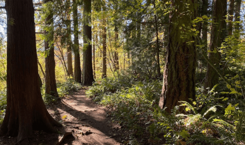 A winding dirt path through a lush forest with tall trees and vibrant autumn foliage.