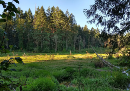 Lush green landscape with tall trees and a serene, sunlit meadow in the foreground.