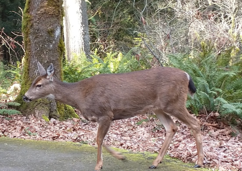 A deer walking through a forested area with ferns and fallen leaves on the ground.
