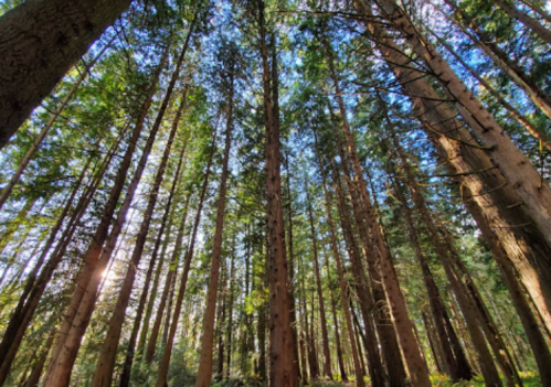 Tall trees stretch upward in a lush forest, with sunlight filtering through the leaves and creating a serene atmosphere.