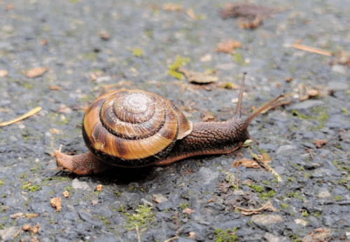 A close-up of a brown snail with a spiral shell crawling on a textured surface with some greenery around.