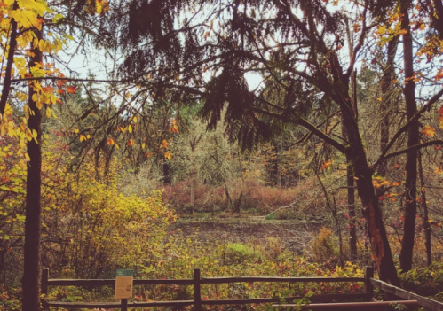 A serene forest scene with colorful autumn foliage surrounding a calm pond, framed by trees and a wooden fence.