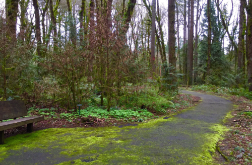 A serene forest path with lush greenery and a wooden bench, surrounded by tall trees and moss-covered ground.