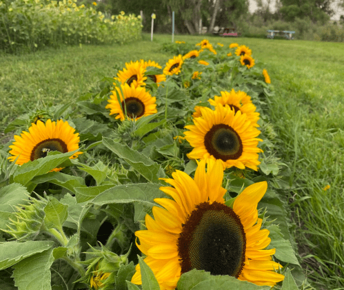 A row of vibrant sunflowers in a green field, with a blurred background of more sunflowers and picnic tables.