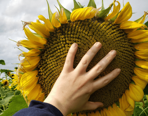 A hand gently touches the center of a large sunflower, surrounded by more sunflowers under a cloudy sky.