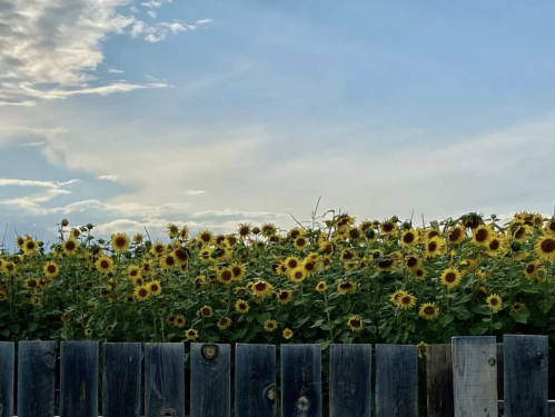 A field of sunflowers against a blue sky, with a wooden fence in the foreground.