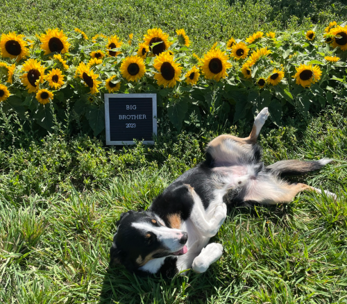 A dog lies in the grass near a sign that reads "BIG BROTHER 2023," surrounded by vibrant sunflowers.