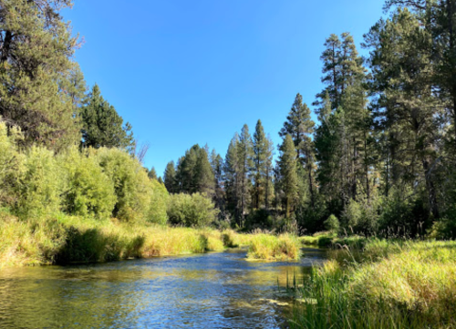 A serene river flows through a lush green landscape, surrounded by tall trees under a clear blue sky.