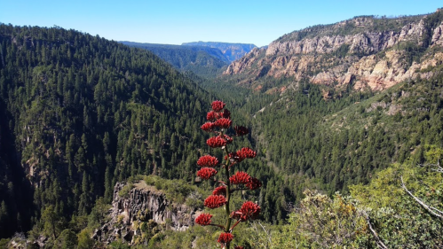 A vibrant red flower stands in the foreground, overlooking a lush green valley and rugged cliffs under a clear blue sky.