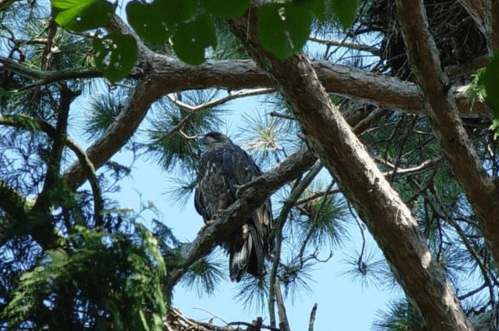 A large bird perched on a tree branch, surrounded by green foliage and a clear blue sky in the background.