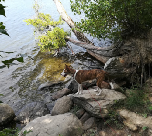 A brown and white dog stands on rocks by a river, looking out at the water surrounded by trees.