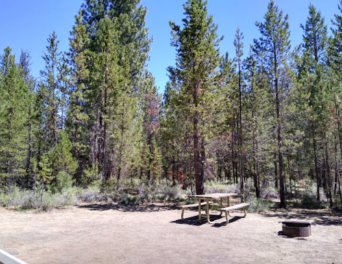 A picnic table and fire pit surrounded by tall pine trees in a sunny forest clearing.