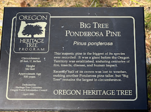 Plaque describing a 500-year-old Ponderosa Pine tree, noting its size and historical significance in Oregon.