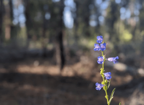 A close-up of a delicate blue flower in a blurred forest background.