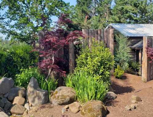 A serene garden scene featuring lush greenery, rocks, and a wooden fence, with a glimpse of a building in the background.