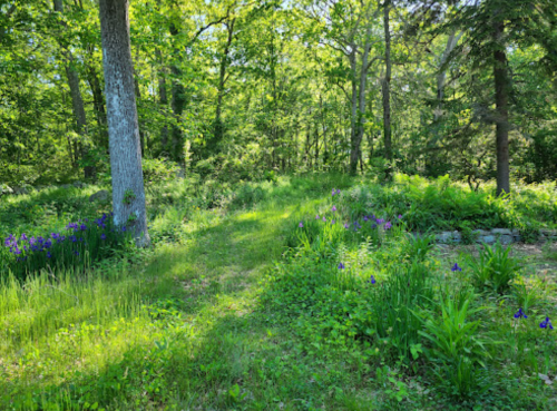 A lush green pathway surrounded by trees and blooming purple flowers in a serene forest setting.