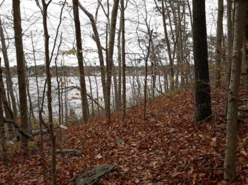 A serene forest scene with bare trees and fallen leaves, overlooking a calm lake in the distance.