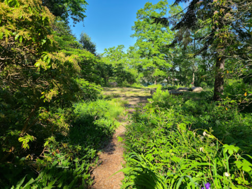 A sunny forest path surrounded by lush greenery and trees, leading into a serene natural setting.