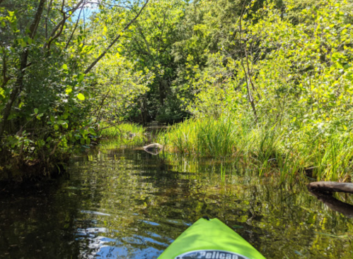A kayak glides through a serene, narrow waterway surrounded by lush greenery and tall grasses.