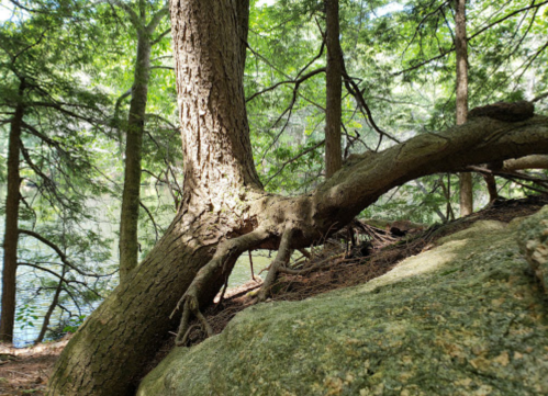 A large tree with exposed roots beside a rocky area, surrounded by lush green foliage and a calm water view.