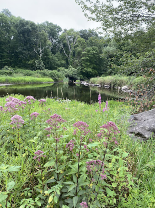 A serene landscape featuring a calm pond surrounded by lush greenery and blooming pink flowers.