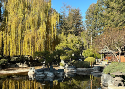 A serene garden scene featuring a pond, willow trees, and lush greenery under a clear blue sky.