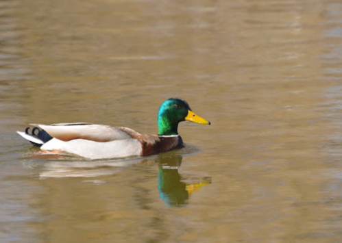 A male mallard duck swims gracefully on a calm, reflective pond.