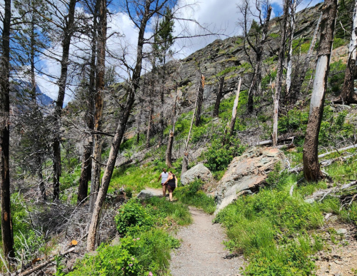 A hiker walks along a rocky trail surrounded by trees and greenery on a sunny day.