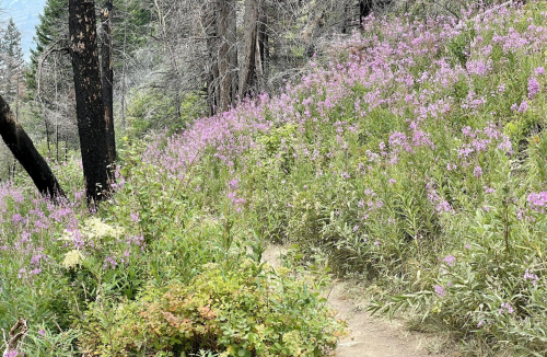 A winding dirt path through a vibrant field of purple wildflowers and green foliage in a forested area.