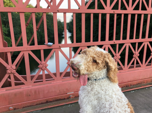 A fluffy dog with a curly coat stands on a bridge, overlooking a calm river surrounded by trees.