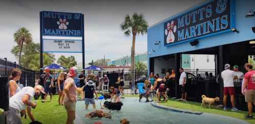 A lively outdoor scene at Mutts & Martinis, featuring people and dogs enjoying a pool area during the grand opening event.