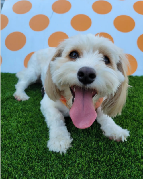 A happy dog with a big smile and tongue out, lying on green grass in front of an orange polka dot background.