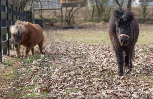 Two small ponies walk through a field covered in fallen leaves, with a wooden fence in the background.