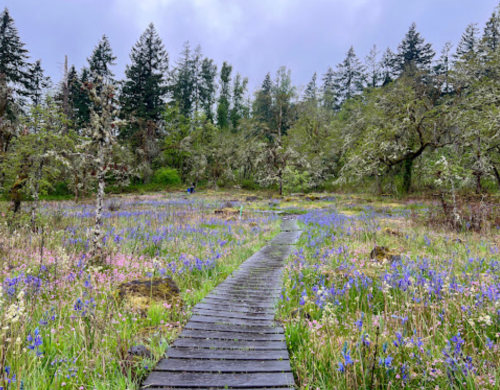 A wooden path winds through a vibrant meadow filled with purple and pink wildflowers, surrounded by trees.