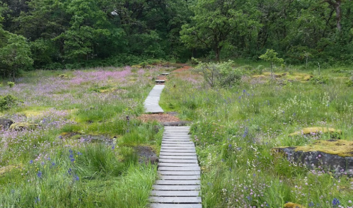 A wooden pathway winds through a lush green landscape filled with wildflowers and trees.