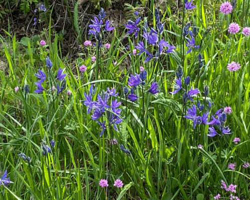 A vibrant field of purple and pink wildflowers surrounded by lush green grass.