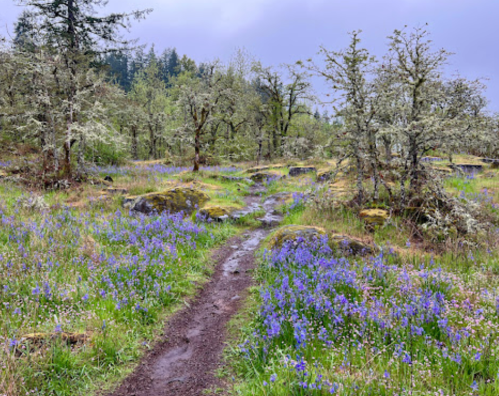 A winding dirt path through a lush, flower-filled landscape with trees and moss-covered rocks.