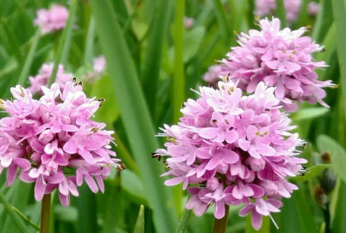 Three clusters of small pink flowers surrounded by green grass.