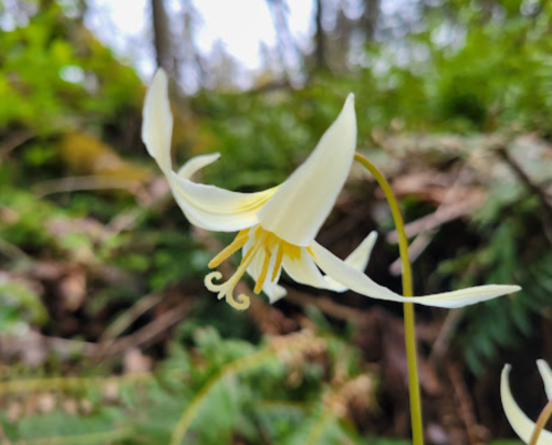 A close-up of a delicate white flower with yellow accents, surrounded by green foliage in a forest setting.